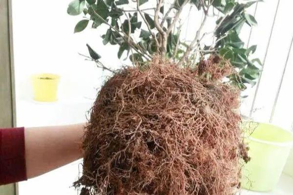 茶花怎么上盆，最好在春季时候进行