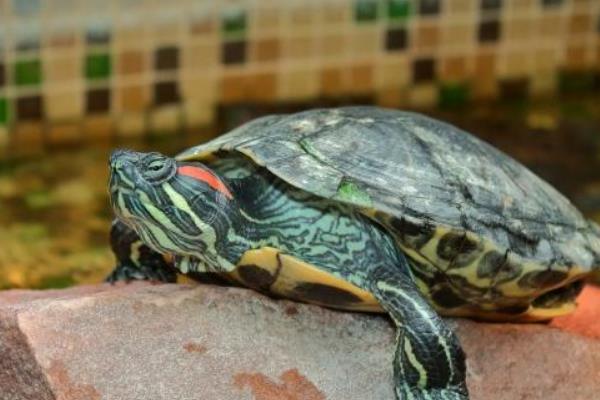 巴西龟叫的原因及解决方法,可能是发情或呼吸感染