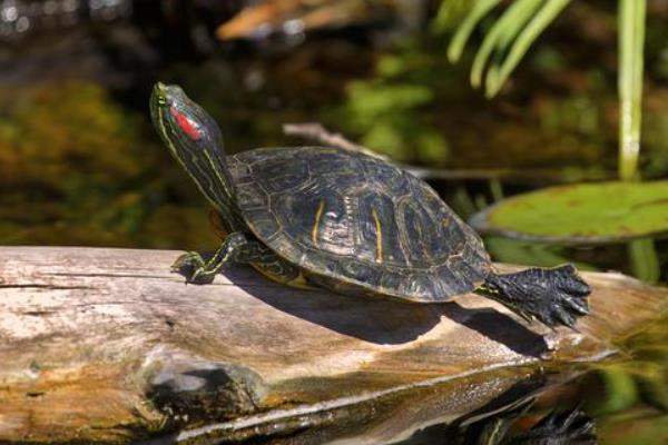 巴西龟叫的原因及解决方法,可能是发情或呼吸感染