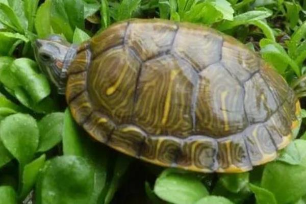 巴西龟叫的原因及解决方法,可能是发情或呼吸感染