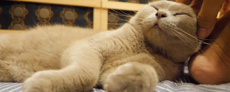 猫咪拉稀的原因，可能是换到陌生的环境或饮食问题所致