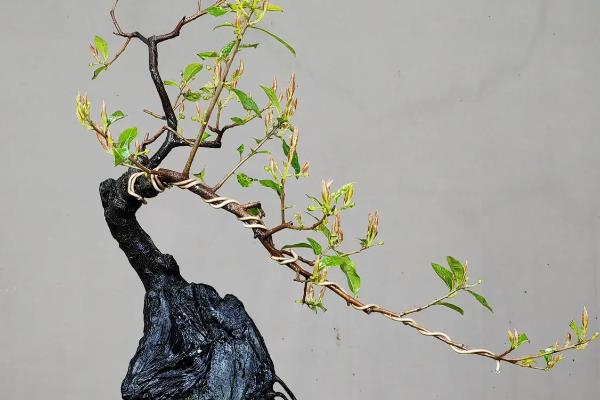 金子弹树的分布，一般分布在我国的华东、华南等地区