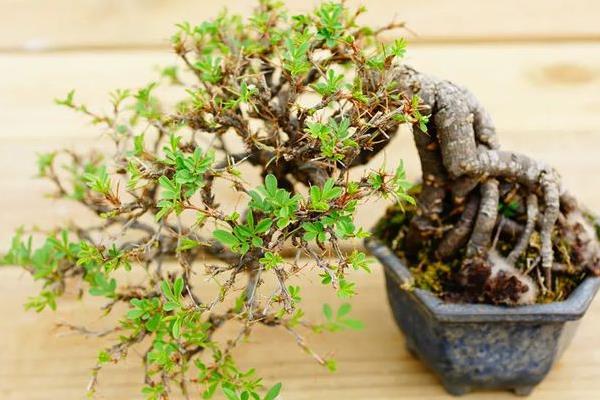 金子弹树的分布，一般分布在我国的华东、华南等地区