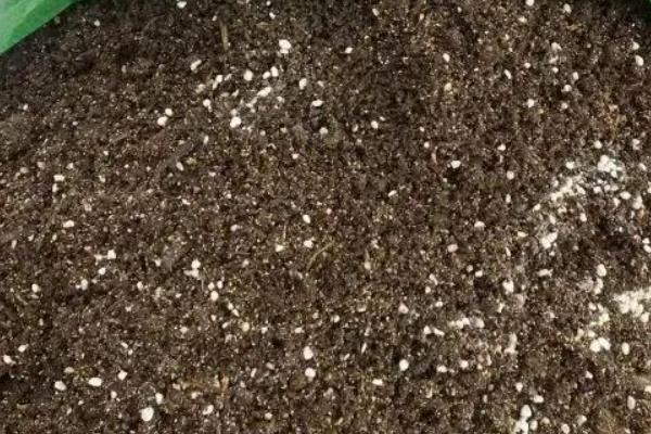 金子弹树的分布，一般分布在我国的华东、华南等地区