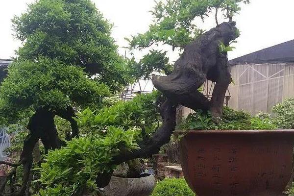 金子弹树的分布，一般分布在我国的华东、华南等地区