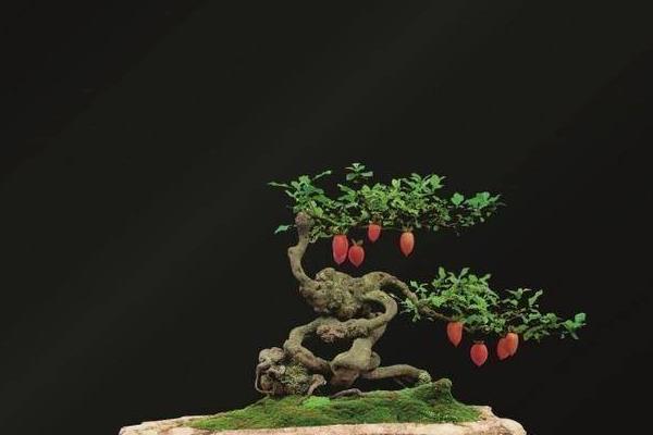 金子弹树的分布，一般分布在我国的华东、华南等地区