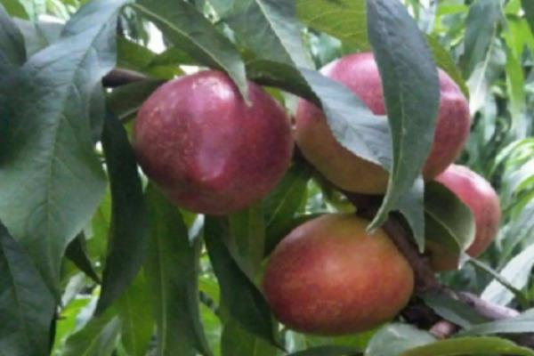中油24号油桃品种特点，其果实较大且果型圆整