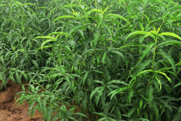 中油24号油桃品种特点，其果实较大且果型圆整