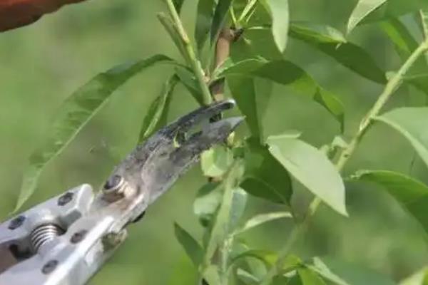 中油24号油桃品种特点，其果实较大且果型圆整