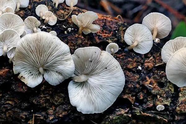 黑木耳和白木耳有什么区别，属性、产地、生长状态均不同