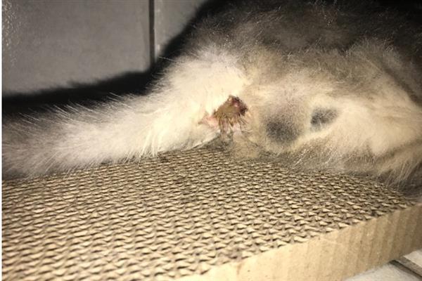 猫咪拉稀的原因，可能是换到陌生的环境或饮食问题所致