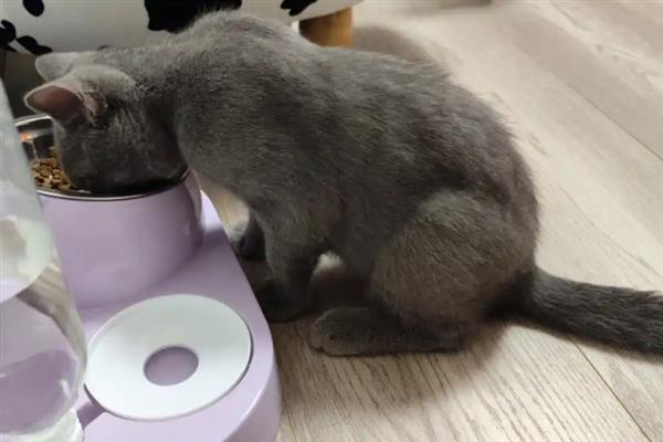猫咪拉稀的原因，可能是换到陌生的环境或饮食问题所致