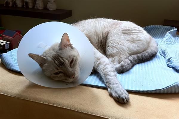 猫咪拉稀的原因，可能是换到陌生的环境或饮食问题所致