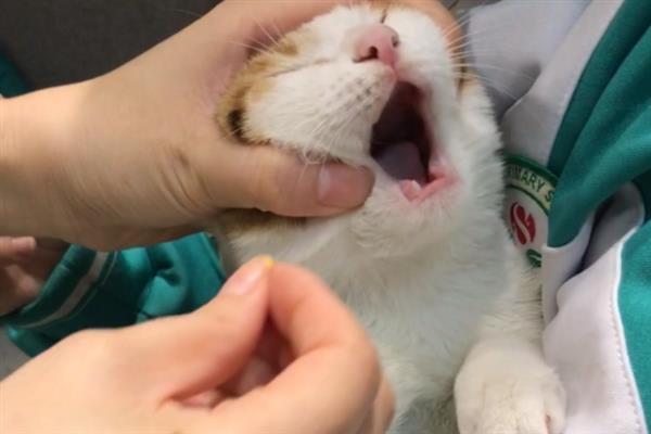 猫咪拉稀的原因，可能是换到陌生的环境或饮食问题所致
