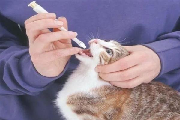 猫咪拉稀的原因，可能是换到陌生的环境或饮食问题所致