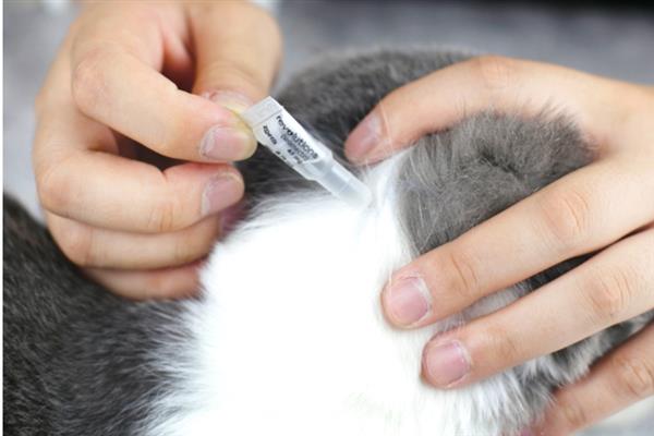 猫咪拉稀的原因，可能是换到陌生的环境或饮食问题所致