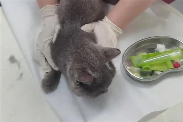 猫咪拉稀的原因，可能是换到陌生的环境或饮食问题所致