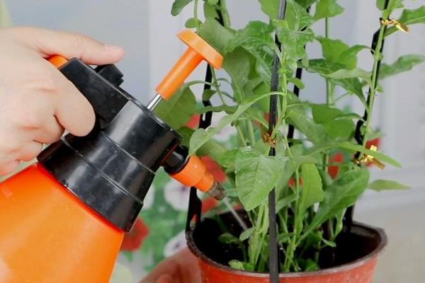 蓝雪花夏天如何浇水，最好是2-3天浇水一次