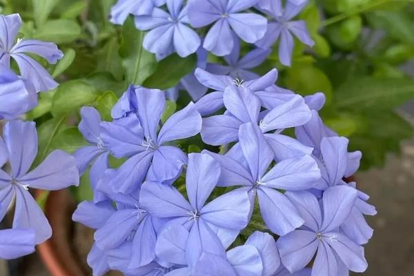 蓝雪花夏天如何浇水，最好是2-3天浇水一次