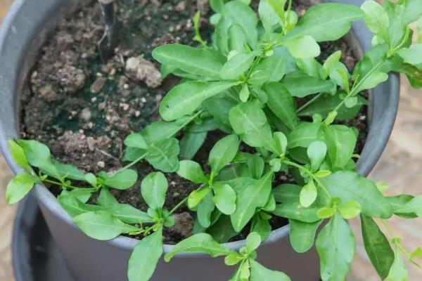 蓝雪花夏天如何浇水，最好是2-3天浇水一次