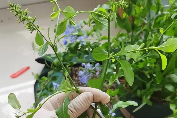 蓝雪花夏天如何浇水，最好是2-3天浇水一次