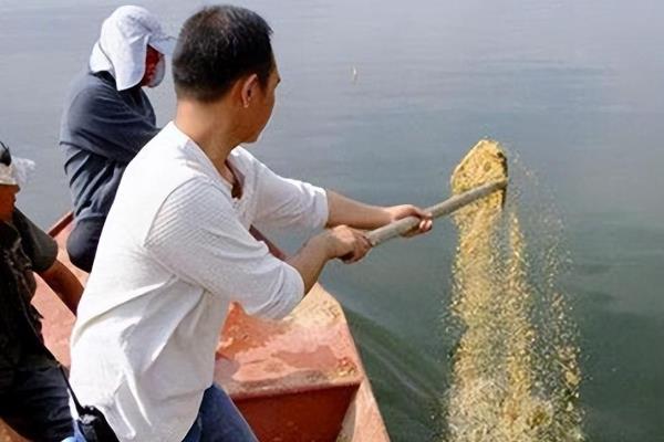 黄尾鱼怎么钓，钓黄尾鱼建议提前打好窝子