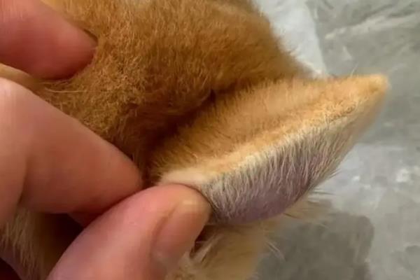 犬猫耳血肿的临床症状，发病后耳廓内侧迅速肿胀