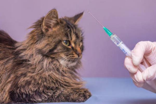 犬猫耳血肿的临床症状，发病后耳廓内侧迅速肿胀