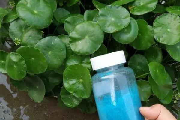 怎么养殖铜钱草，生长旺期每隔2-3周追肥一次