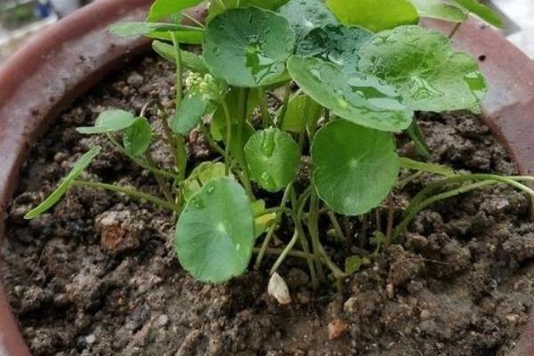 怎么养殖铜钱草，生长旺期每隔2-3周追肥一次