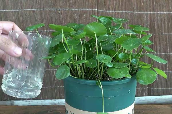 怎么养殖铜钱草，生长旺期每隔2-3周追肥一次