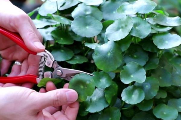 怎么养殖铜钱草，生长旺期每隔2-3周追肥一次