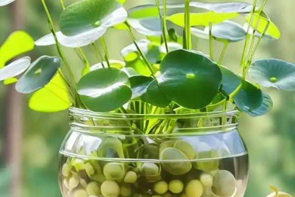 怎么养殖铜钱草，生长旺期每隔2-3周追肥一次