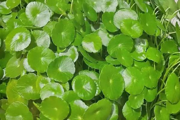 怎么养殖铜钱草，生长旺期每隔2-3周追肥一次