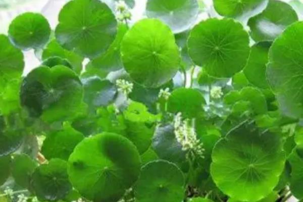 怎么养殖铜钱草，生长旺期每隔2-3周追肥一次