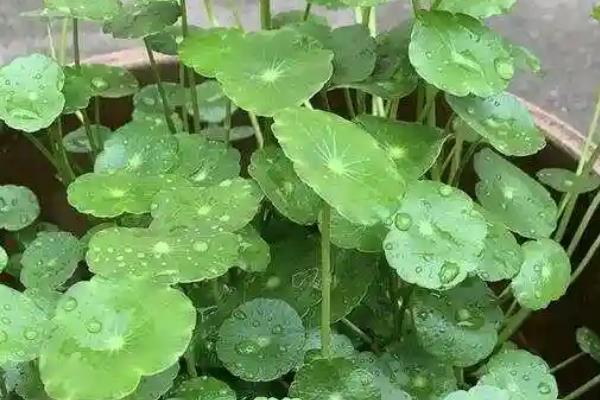 怎么养殖铜钱草，生长旺期每隔2-3周追肥一次