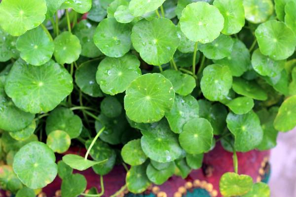 怎么养殖铜钱草，生长旺期每隔2-3周追肥一次