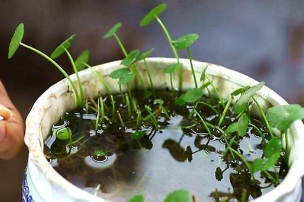 怎么养殖铜钱草，生长旺期每隔2-3周追肥一次