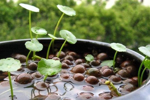 怎么养殖铜钱草，生长旺期每隔2-3周追肥一次