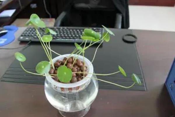 怎么养殖铜钱草，生长旺期每隔2-3周追肥一次