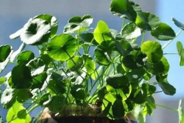 怎么养殖铜钱草，生长旺期每隔2-3周追肥一次