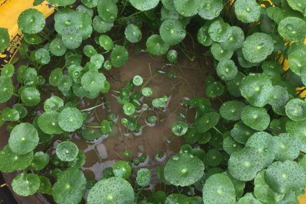 怎么养殖铜钱草，生长旺期每隔2-3周追肥一次