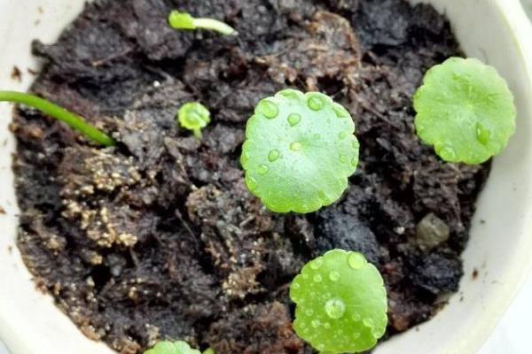 怎么养殖铜钱草，生长旺期每隔2-3周追肥一次