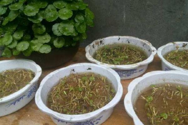 怎么养殖铜钱草，生长旺期每隔2-3周追肥一次