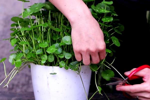 怎么养殖铜钱草，生长旺期每隔2-3周追肥一次