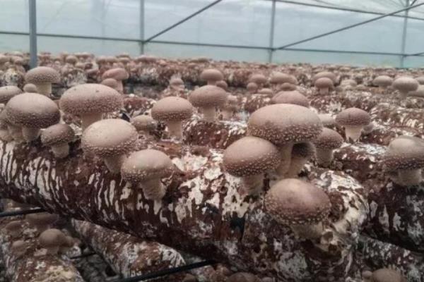 农业可持续发展有哪些措施,需因地制宜发展农业