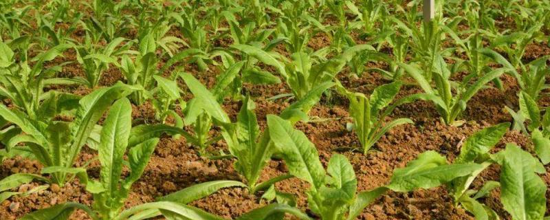 种莴笋用什么土，选择肥沃深厚的土壤为佳