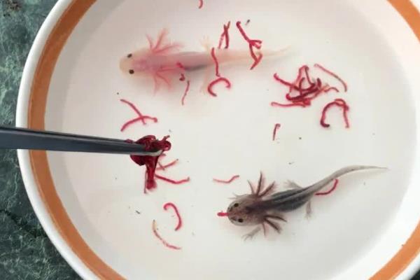 中华蝾螈吃什么，主要食物是小型的动物