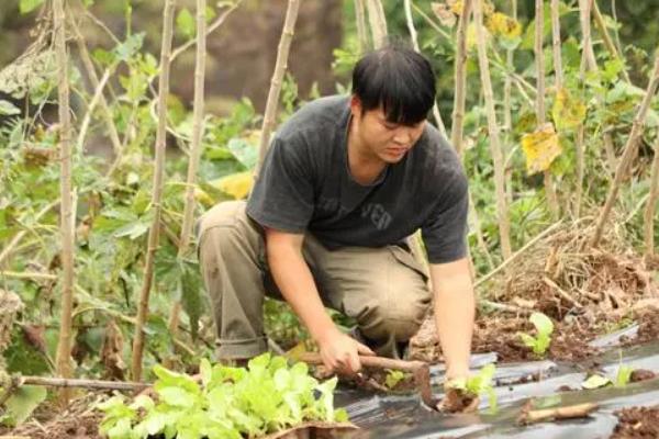 种莴笋用什么土，选择肥沃深厚的土壤为佳