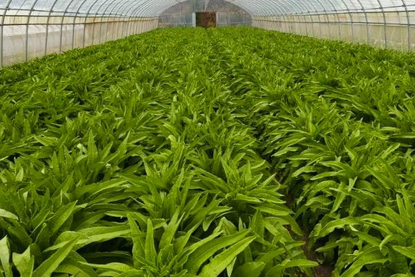 种莴笋用什么土，选择肥沃深厚的土壤为佳